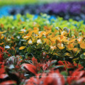 Good design DIY rainbow colourful 1*3M plastic vertical garden fence